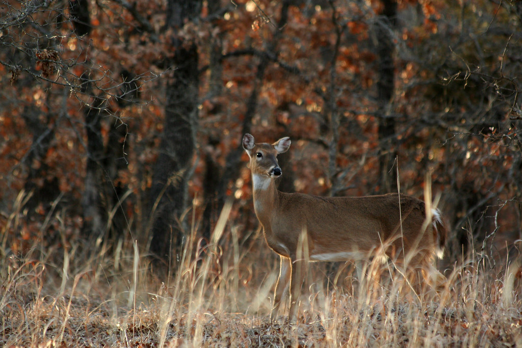 Whitetail deer These were taken at Lake Thunderbird. This … Flickr