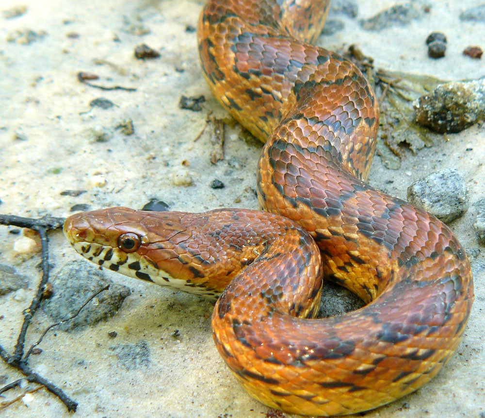 Corn Snake, Valdosta, USA Corn Snake Pantherophis… Flickr