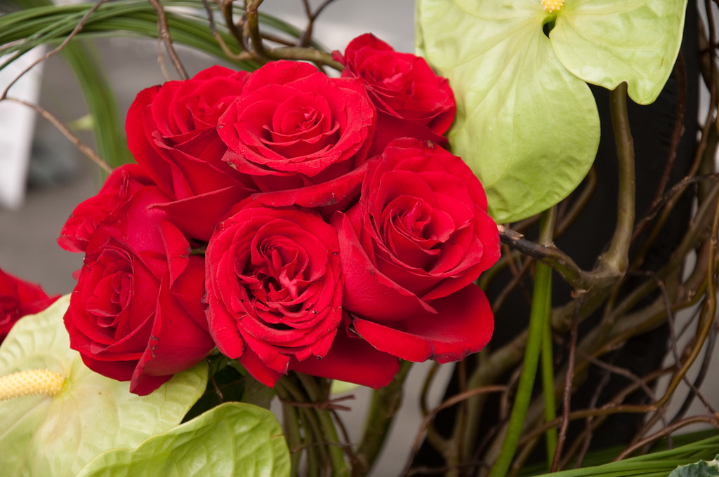 Red Roses At the 2009 Hong Kong Flower Show. View On Black… Wendy