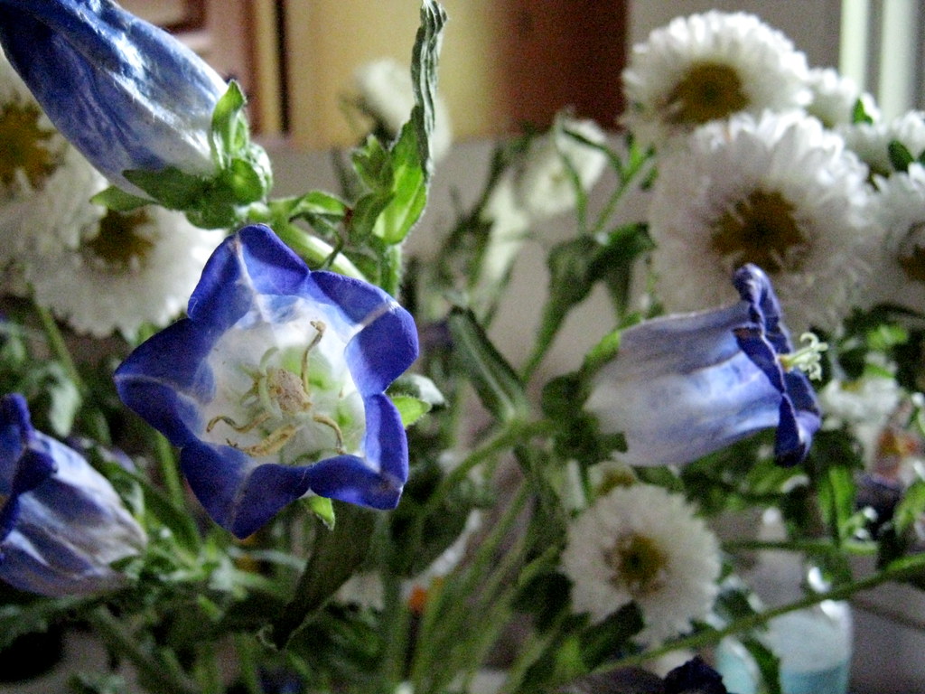 midsummer flowers Lauren Flickr