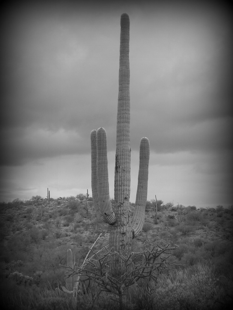 Cactus Forest Drive, Saguaro National Park, Arizona a photo on Flickriver
