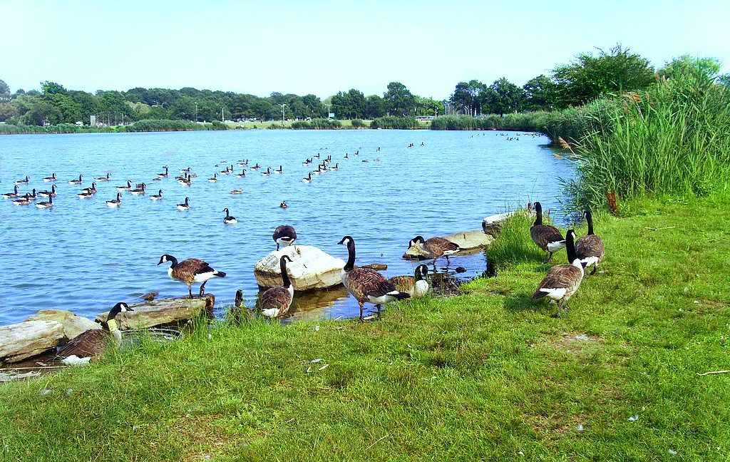 Flushing Meadow Park Lake The Lake in Flushing Meadow Park… Flickr