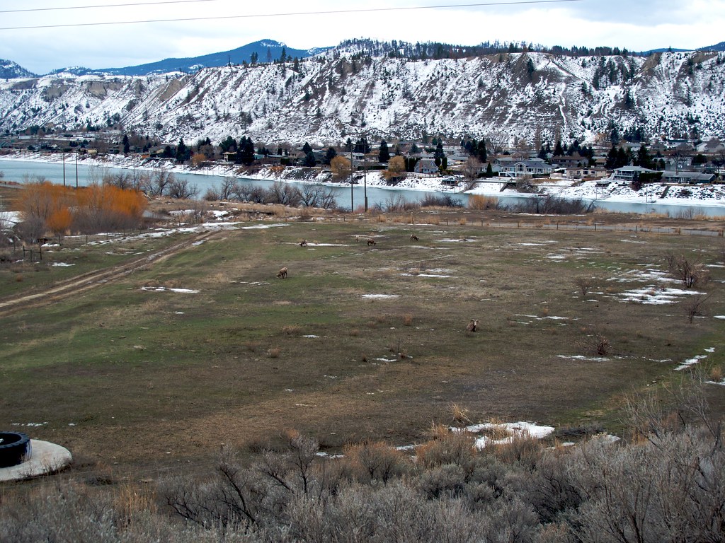 California Big Horn Rams tuchodi Flickr