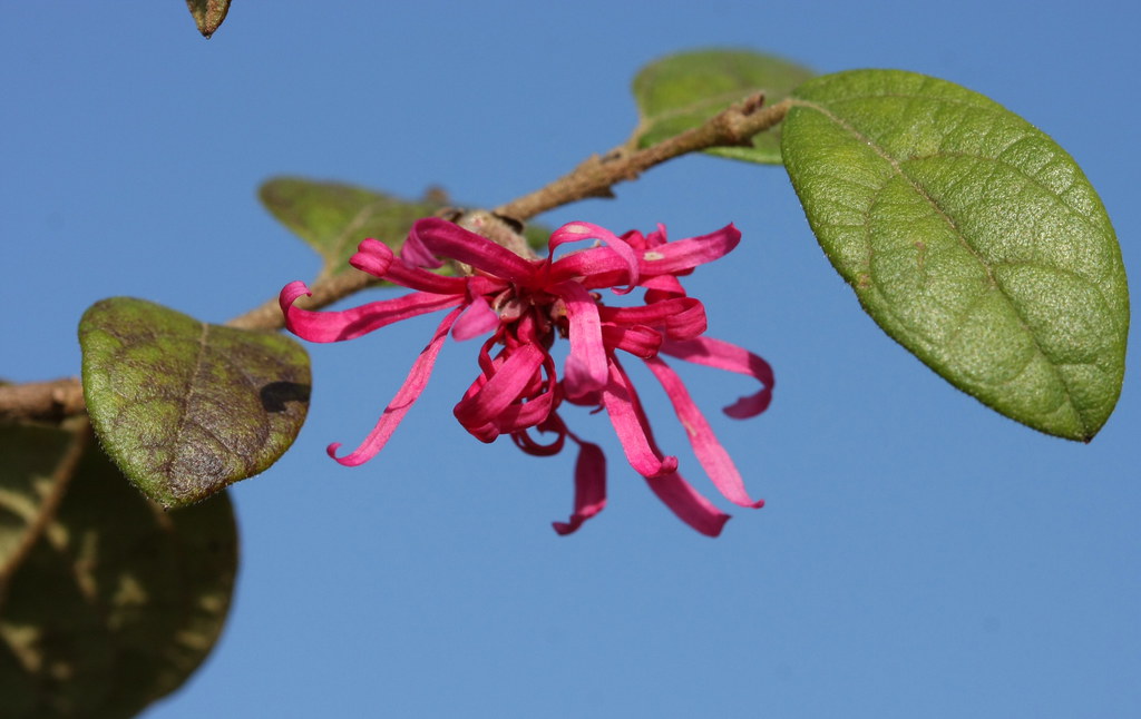 Laura Pedlum This beautiful flower blooms twice per year. … Flickr