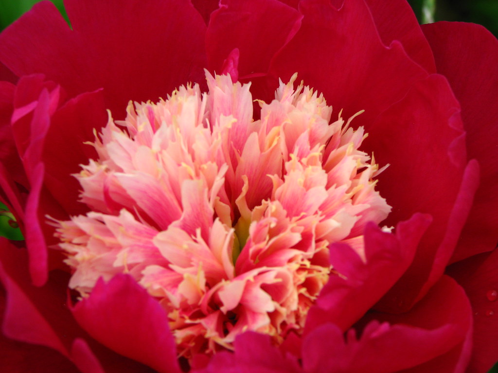 2009 Iris and Peony Garden Reston Flickr