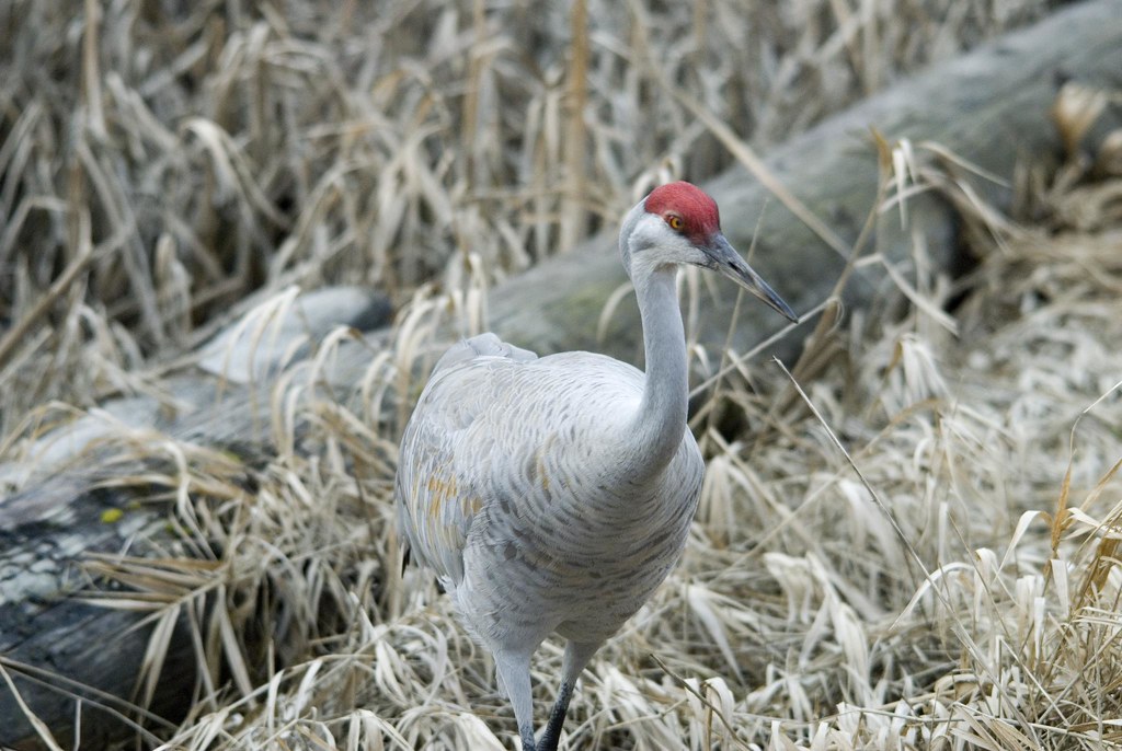 Beautiful Redhead Sandhill crane heron 230mm The Wiz is in Canada