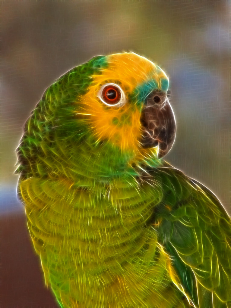 Blue Fronted Amazon