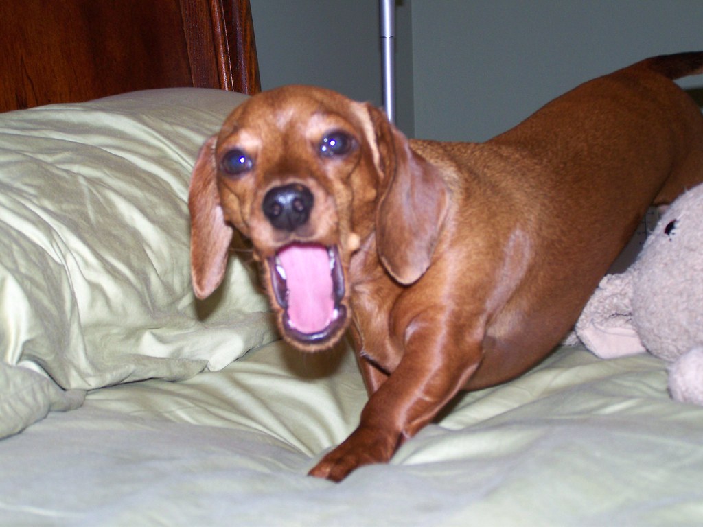 Yawn... dachshund_lover84 Flickr