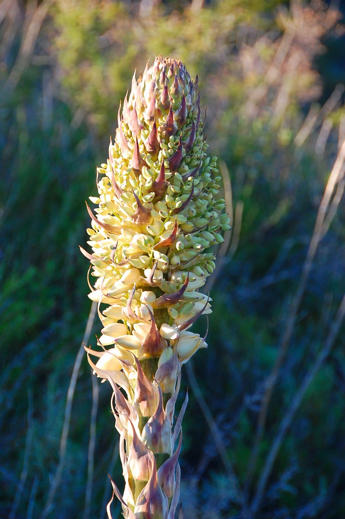 Bud of Our Lord's Candle Joel Sax Flickr