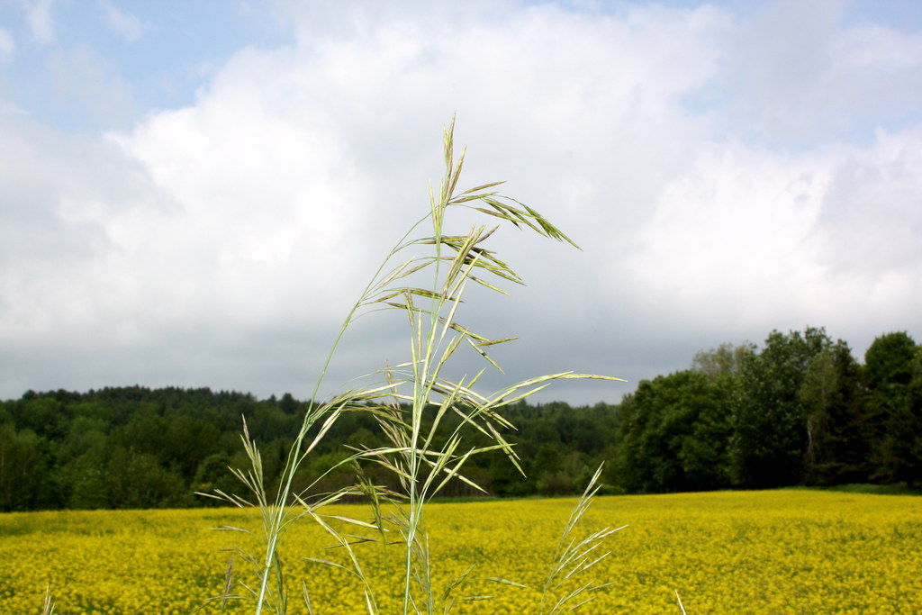 White Mustard (Brassica hirta) 26 Photographed on the la… Flickr