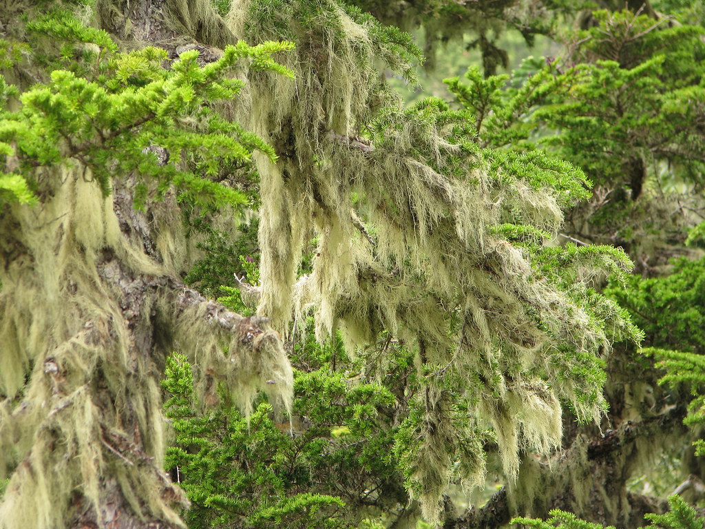 Common Witch's Hair (Alectoria sarmentosa) This lichen is … Flickr
