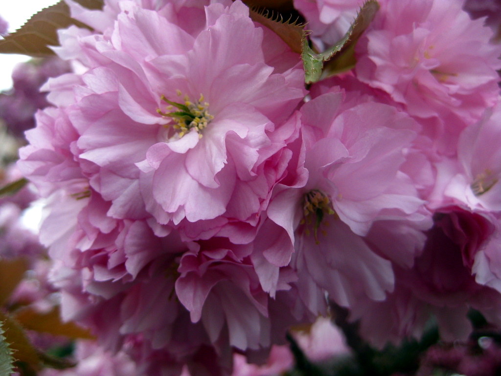 Pink Flowers May 6 Pink Flower. I tree full of these pin… Flickr