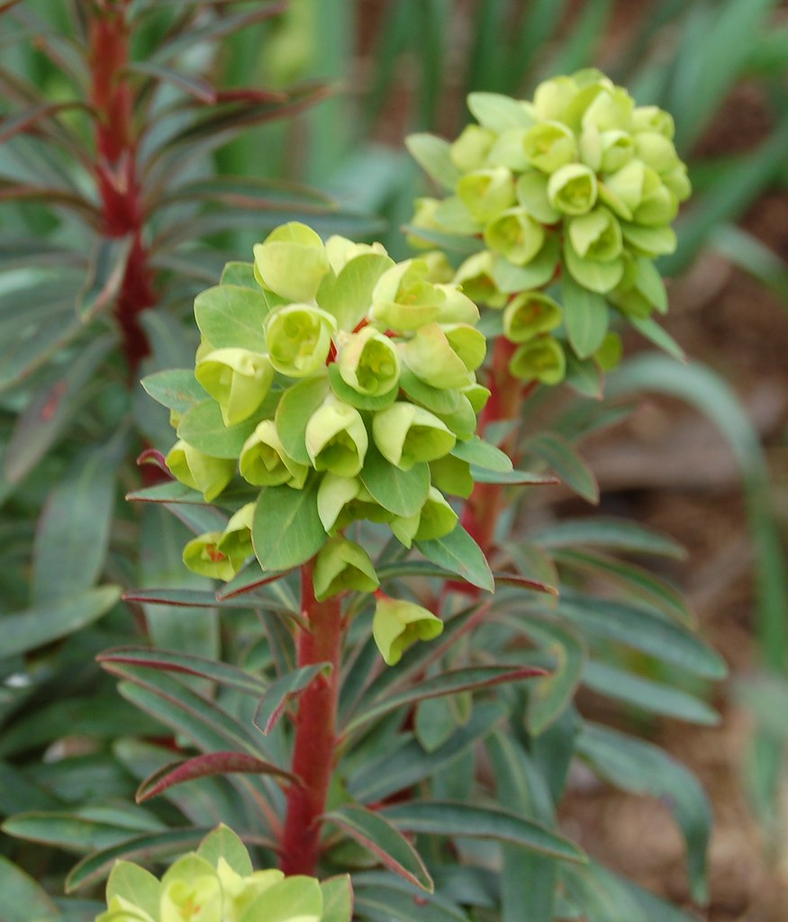 Euphorbia 'Red Wing' Ripley Garden, Smithsonian, Washingto… Flickr