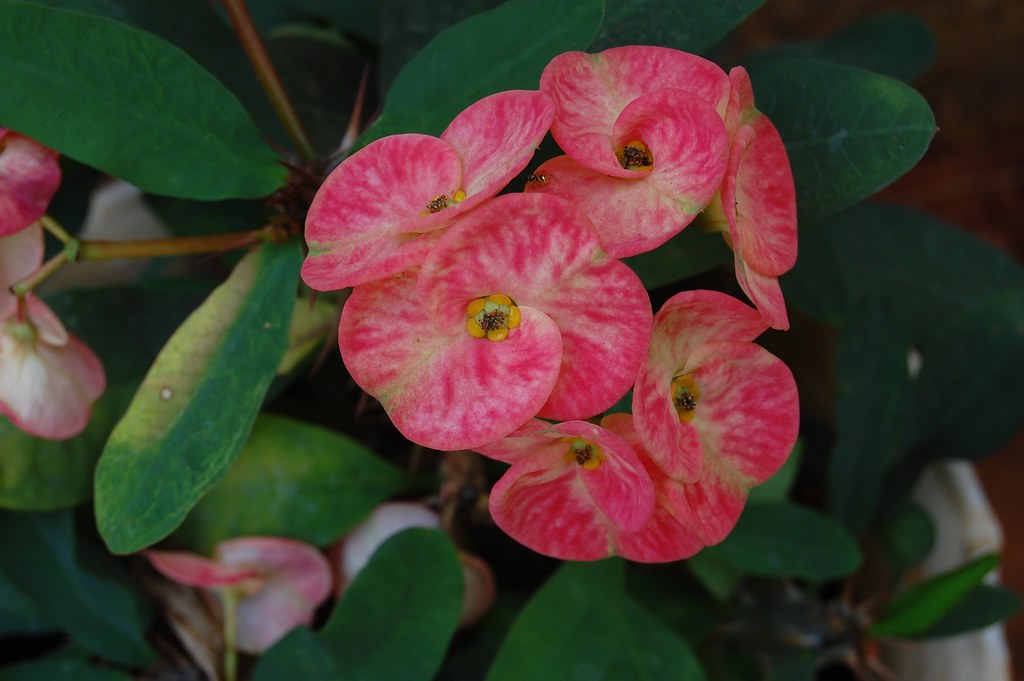 DSC_0960 Flowers at home garden, Visakhapatnam sarat_dasaka Flickr