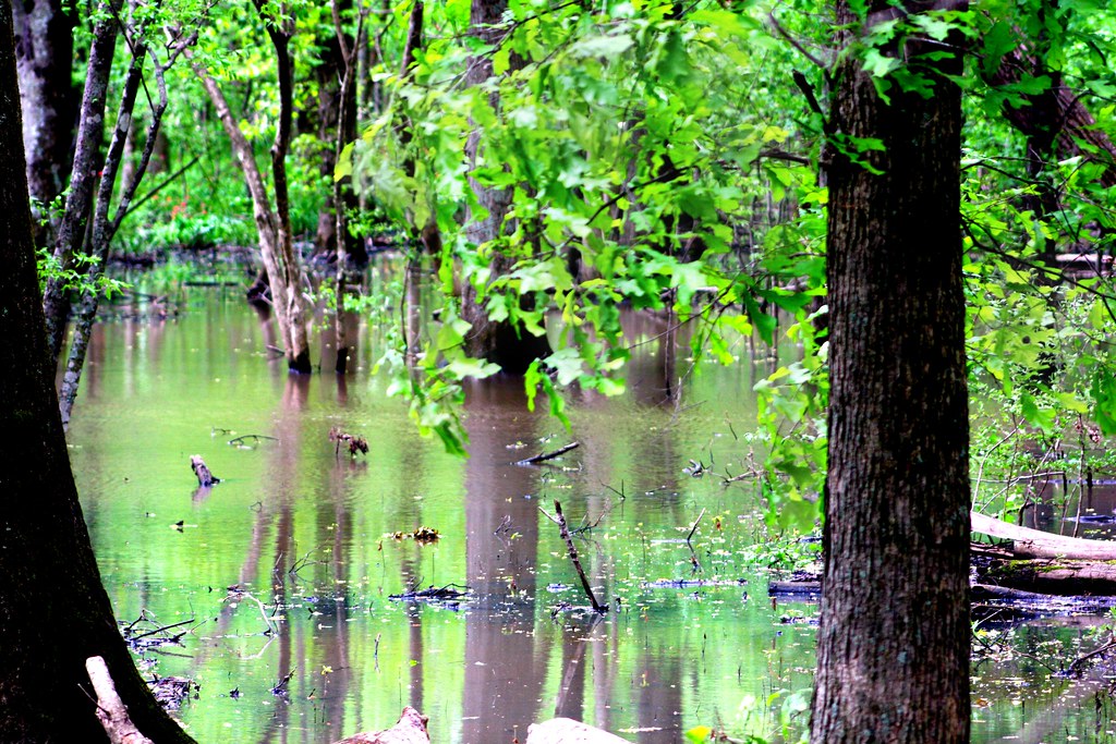 Mississippi Swamp Part of the many swamps in Mississippi a… Flickr