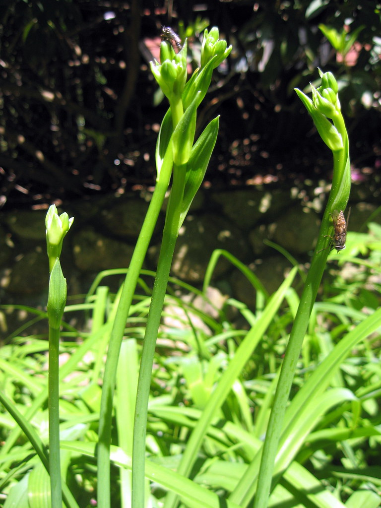 Daylily Buds attracting flies! Hemerocallis fulva flower… Flickr