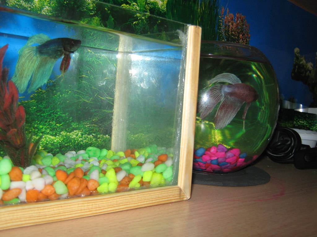 IMG_2528 A somewhat finished homemade fish tank. Used 2 gl… Flickr