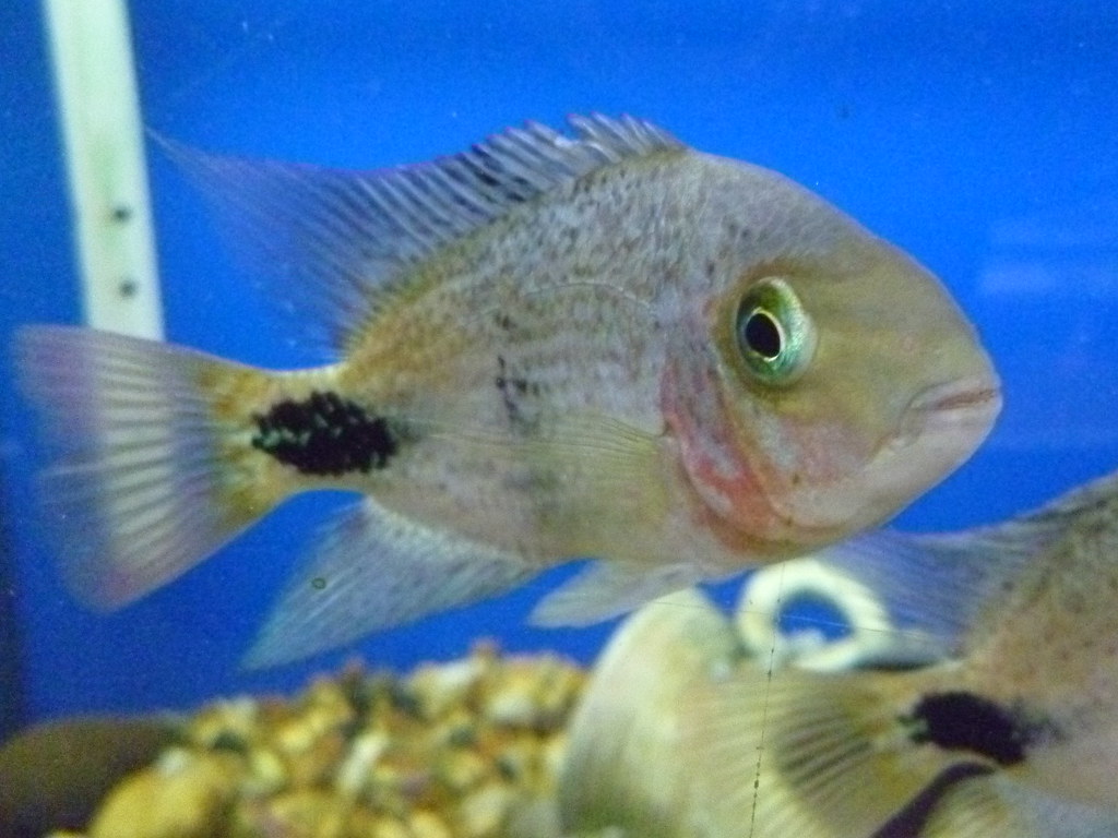 Black Belt Cichlid Vieja Maculicauda. Florian Buckwheat Flickr