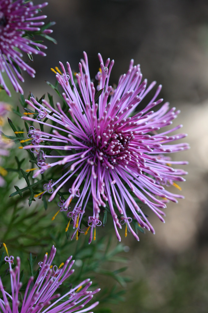 Rose Cone Flower 2 Rose Cone Flower (Isopogon formosa). P… Flickr