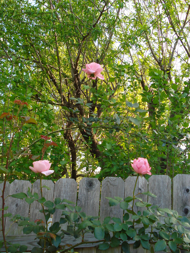 climbing queen elizabeth rose carsch73 Flickr