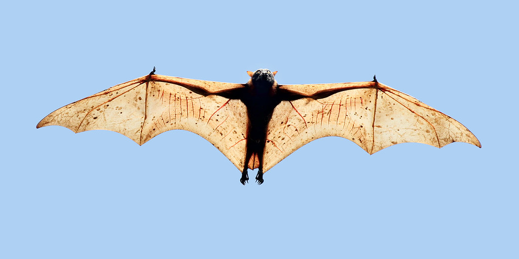 Mindanao Pygmy Fruit Bat