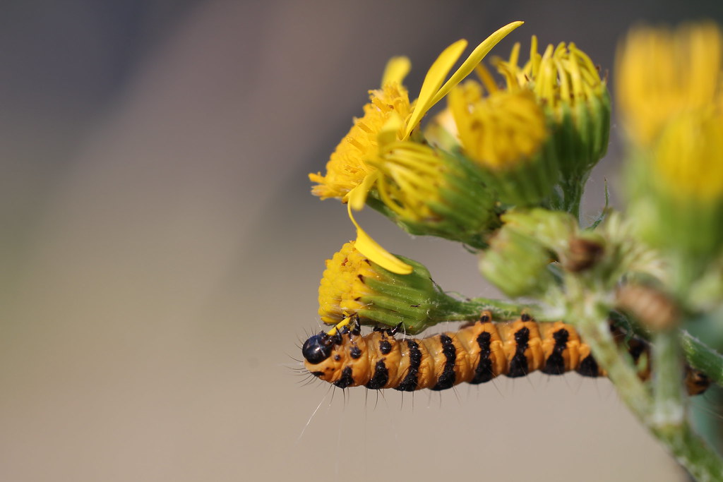 Cinnabar moth caterpillar on poisonous ragwort plant Flickr