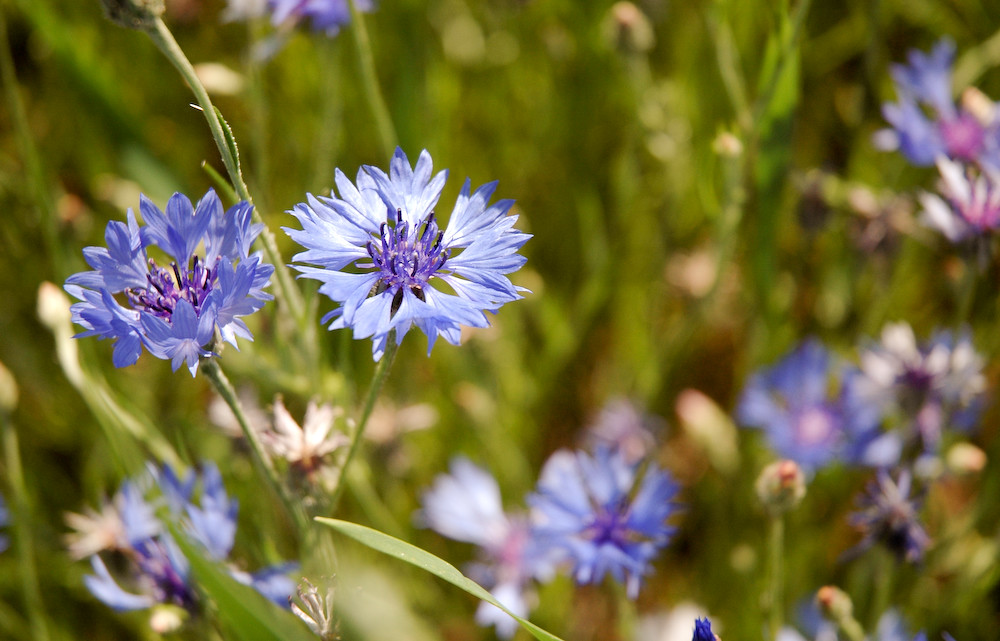 Cornflowers Nz at Eric Kelly blog