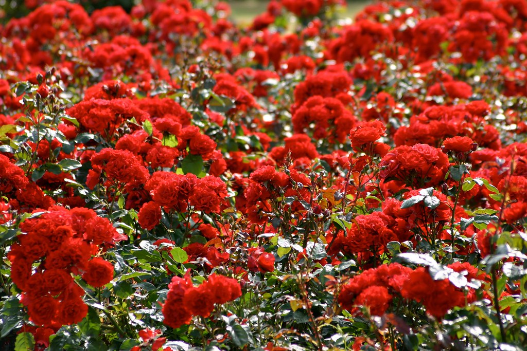 Rose Forest A forest of roses in Saint Anne's Park, Raheny… Niall
