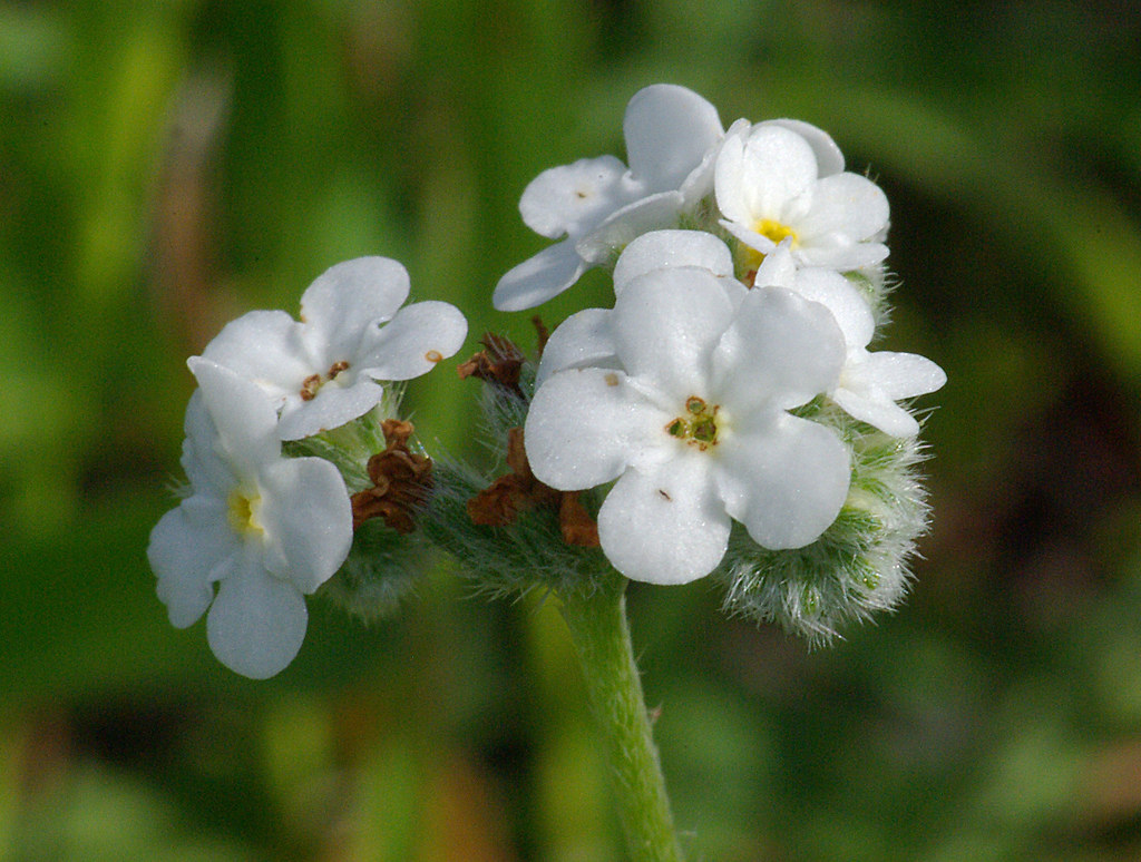 POPCORN FLOWER (cryptantha sp) (3909) chorro creek e a … Flickr