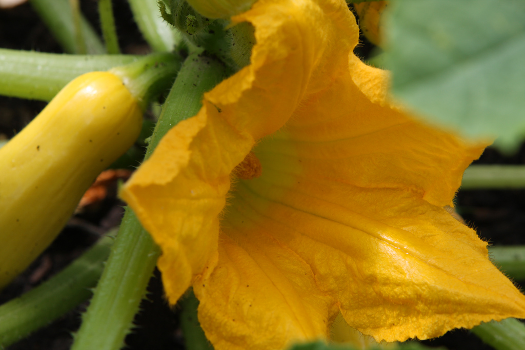 Yellow Squash Bloom RTWfoto Flickr