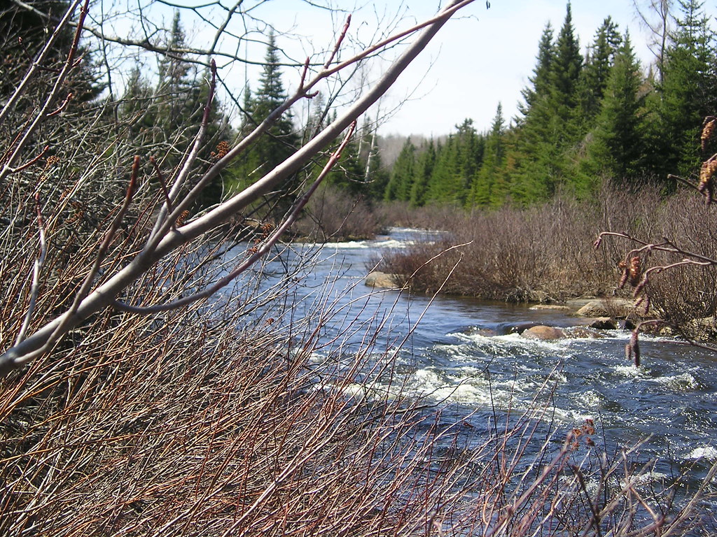South Branch Dead River Looking up the South Branch Dead R… Flickr