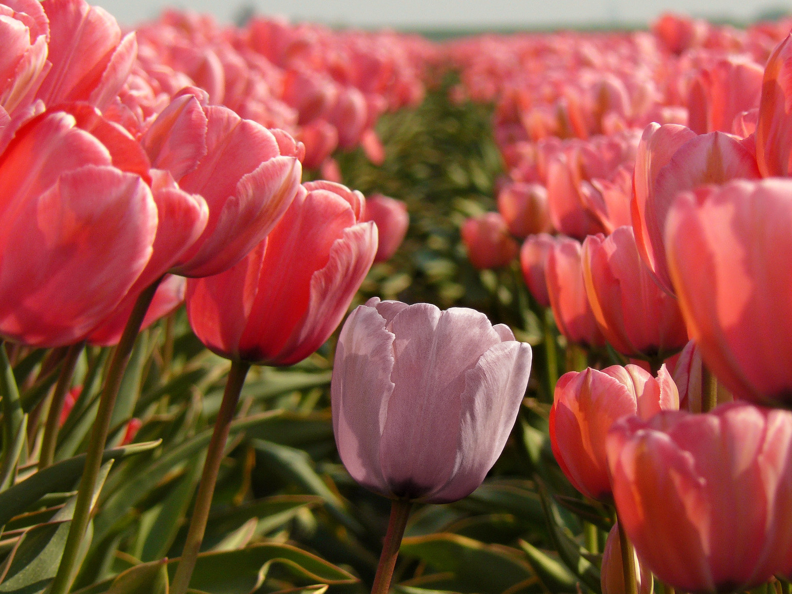 Tulips Flickr