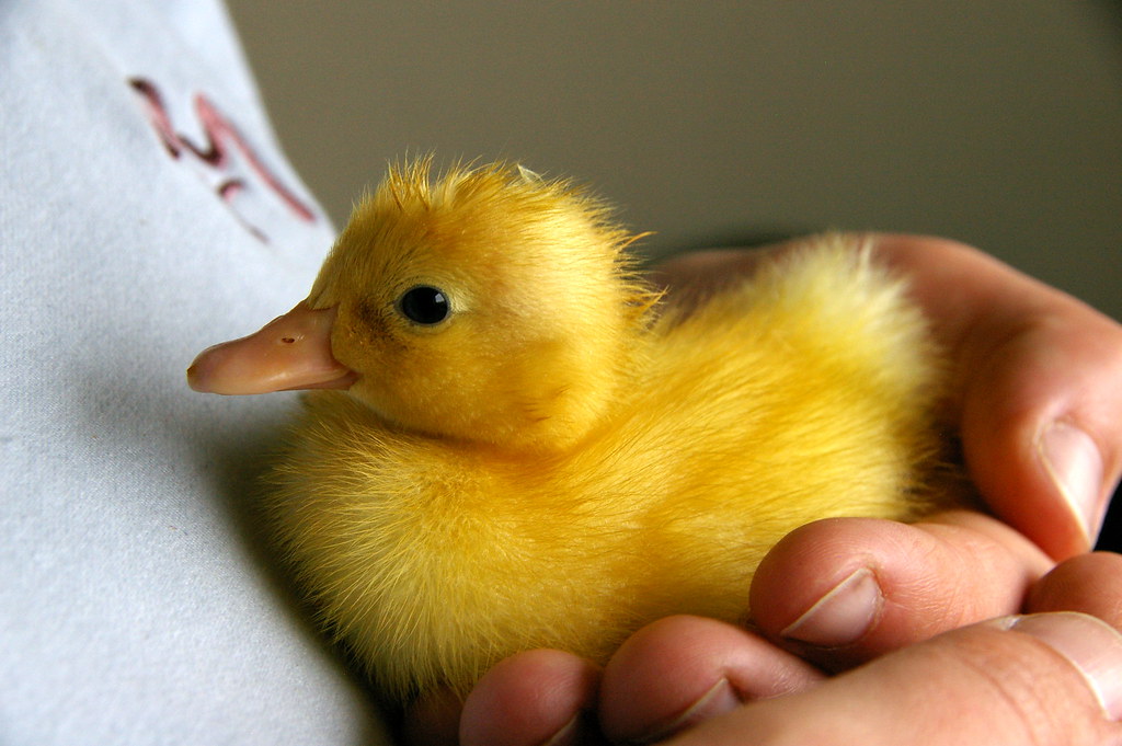 Little baby fluffy duck! D Andrew Flickr