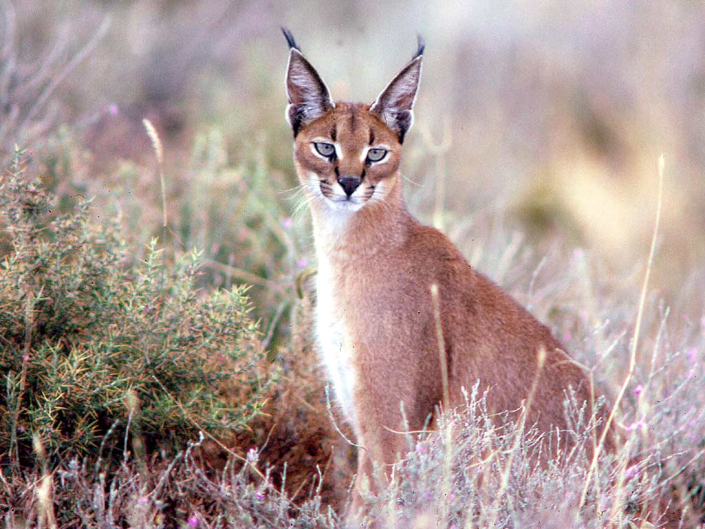 Felis_caracal 1 Adult female caracal. Near Ndutu, Serenget… Flickr