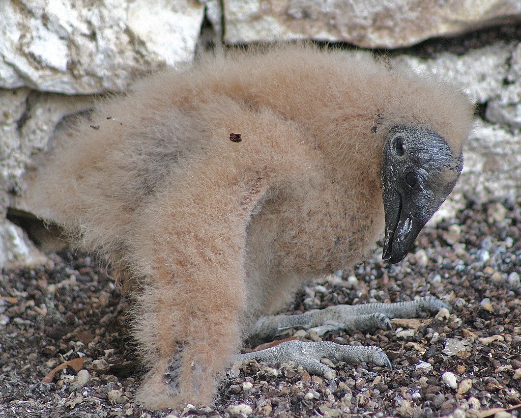 Black Vulture Chick, Coragyps atratus Baby black vulture o… Flickr