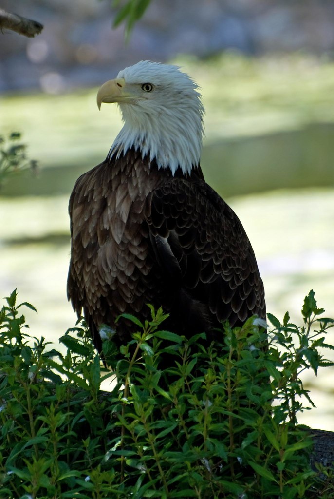 Bald Eagle in the trees Along with many other Bay Area att… Flickr