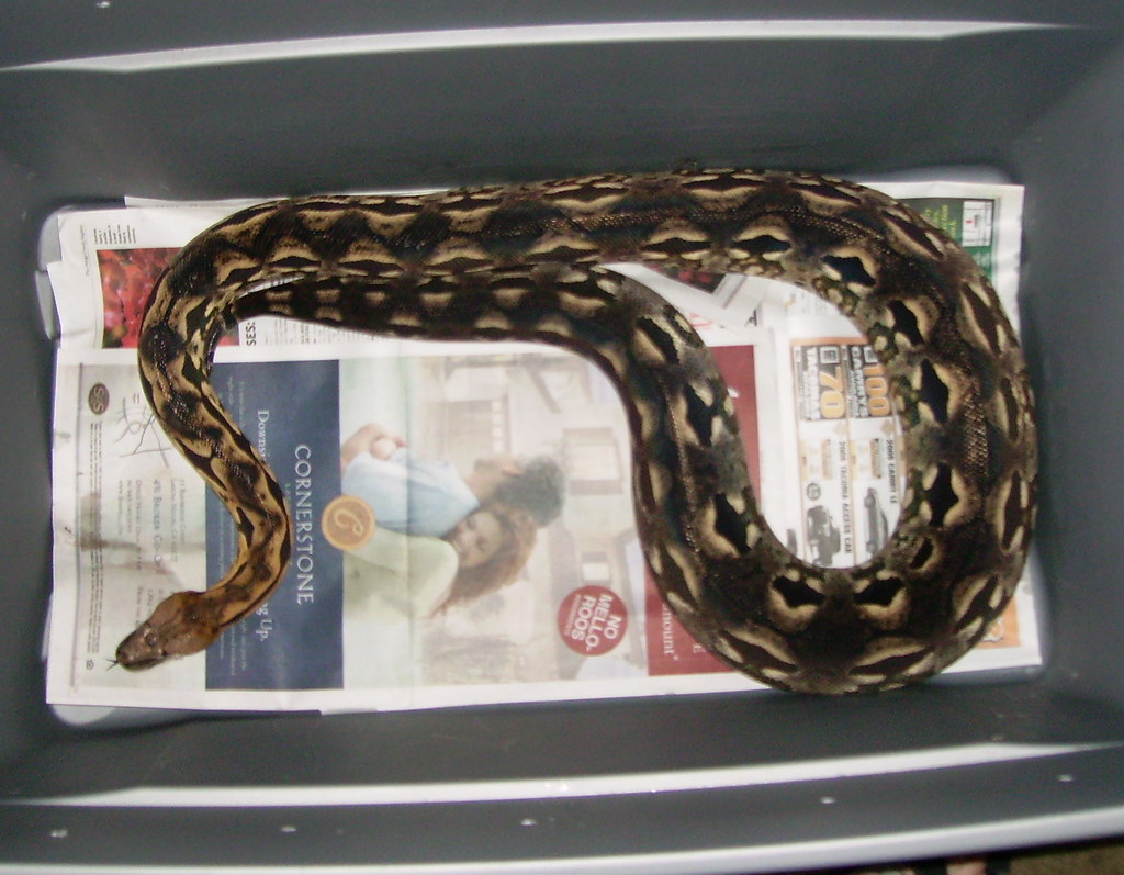 Reptile Rescue Orange County Flickr