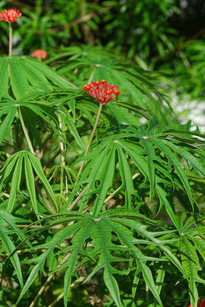 Jatropha multifida Fleurs rouge écarlate vif. Ses