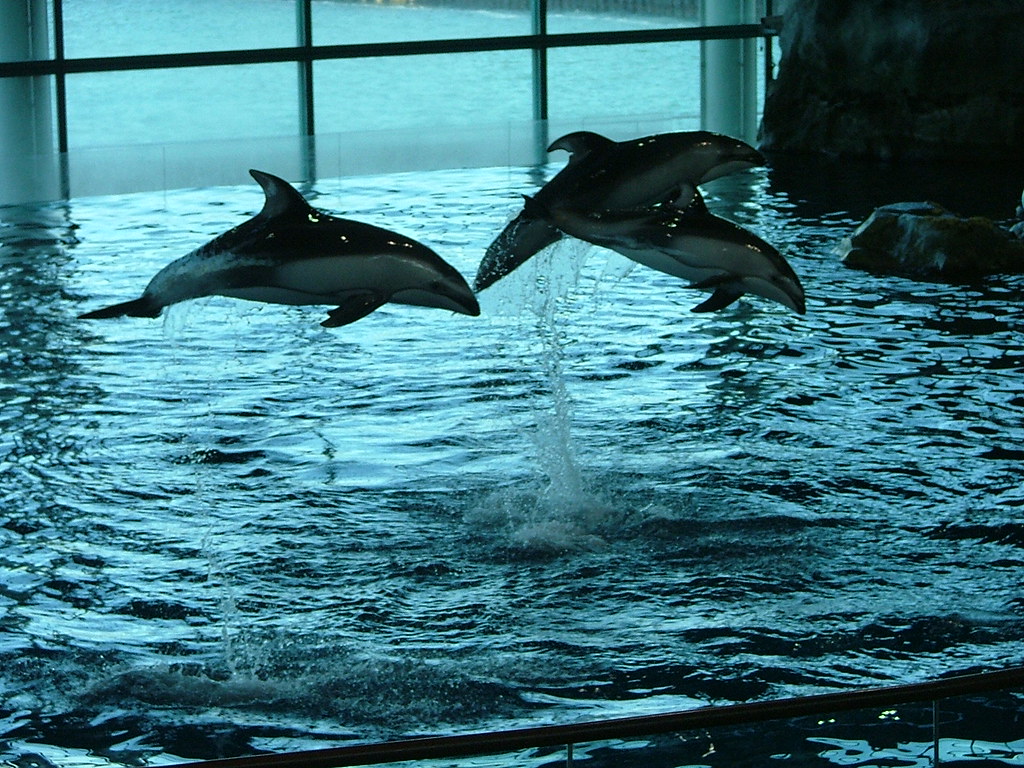 Jump Dolphins at Boston Aquarium Josh Flickr