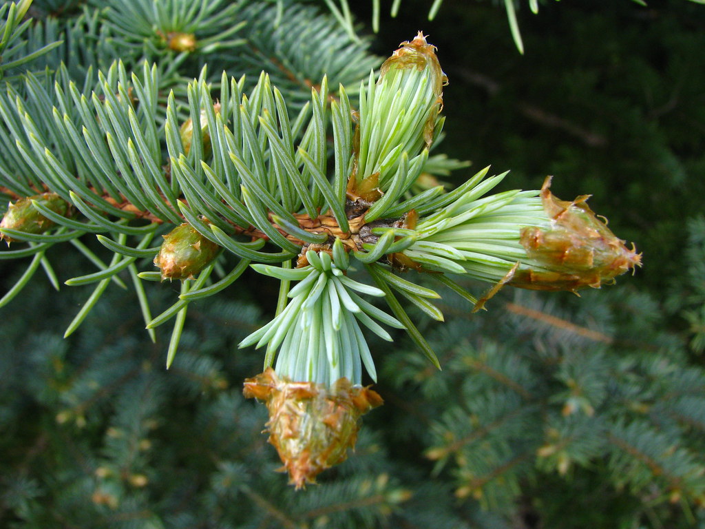 blue spruce buds new growth Phoenix WolfRay Flickr