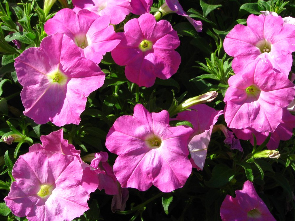 PURPLE FLOWERS DALE Flickr