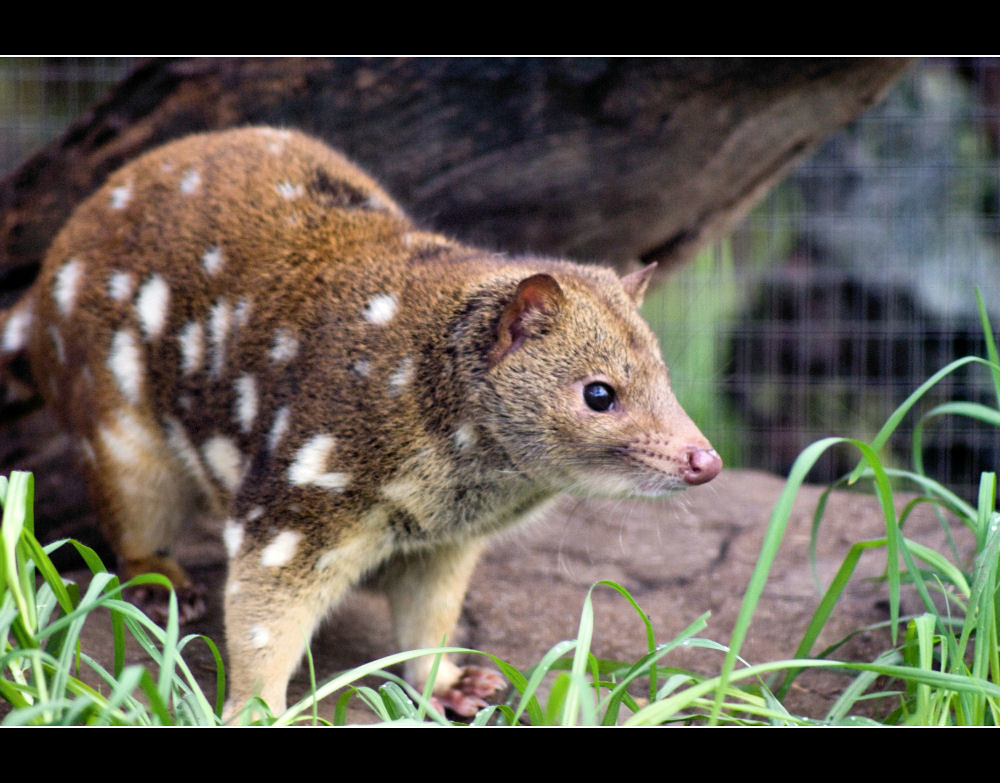 Spotted Tail Quoll Quoll (Dasyurus viverrinus) Quolls are … Flickr