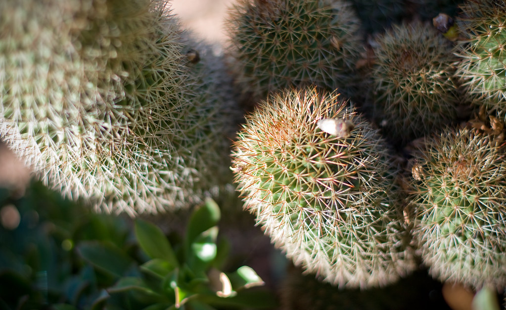 Botanic Gardens19 Mark Kenworthy Flickr
