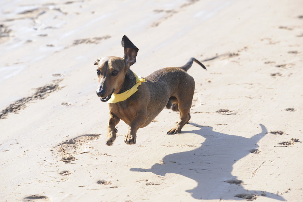 Wiener Dog Races at Sam Houston Race Park Flickr
