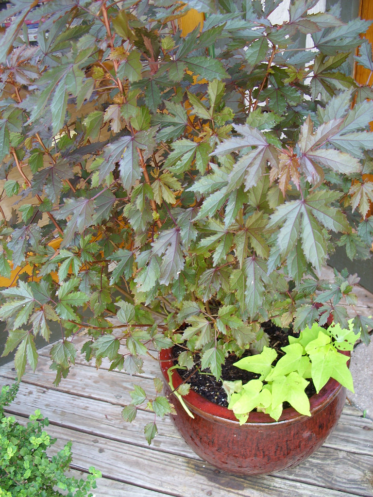 Hibiscus acetosella Haight Ashbury cultivar in container
