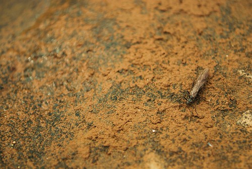 bug juice. i couldn't tell if this thing was dead or alive… Ashley