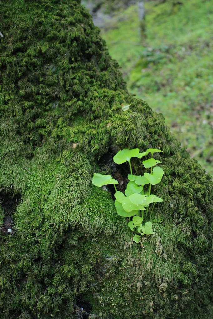Web alum rock park is located in the diablo range foothills east of san jose. Alum Rock Park South Rim Trail a photo on Flickriver