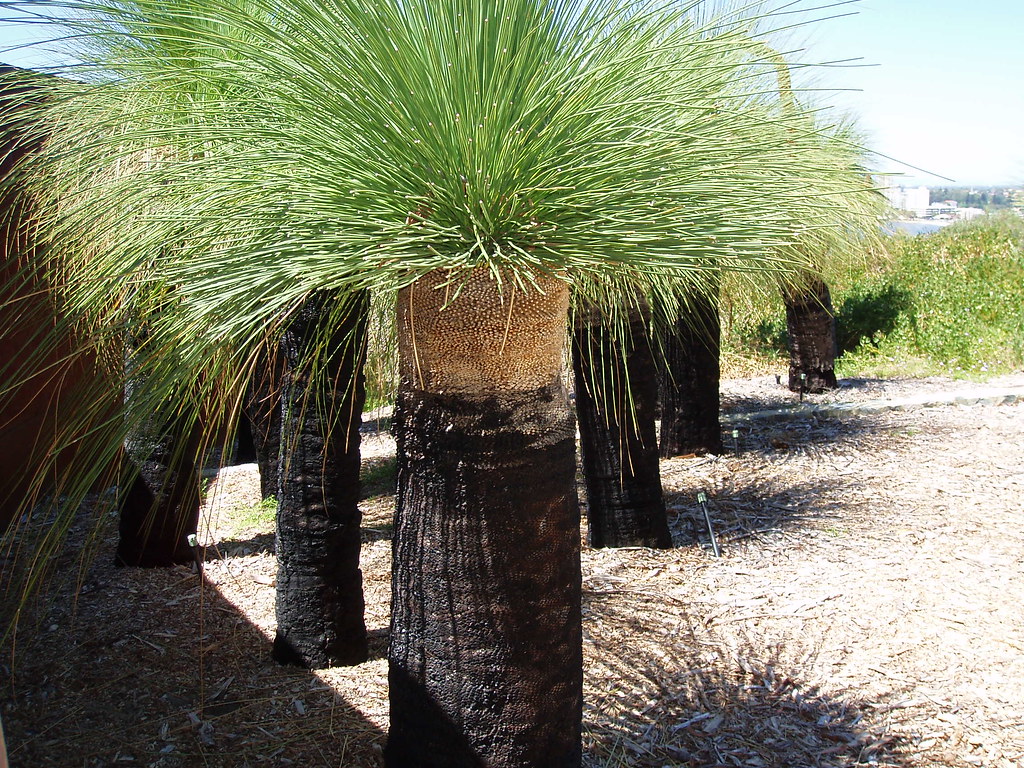 Grass Trees, Xanthorrhoea These remarkable plants have a l… Flickr