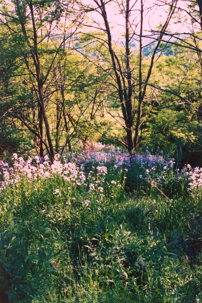 Blue Ridge Flowers Blue Ridge Mountains shiilo75 Flickr