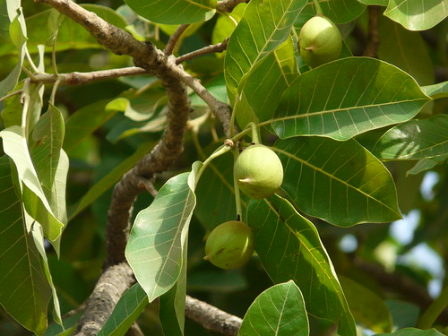 Mohati (Marathi मोहटी) Sapotaceae (sapota family